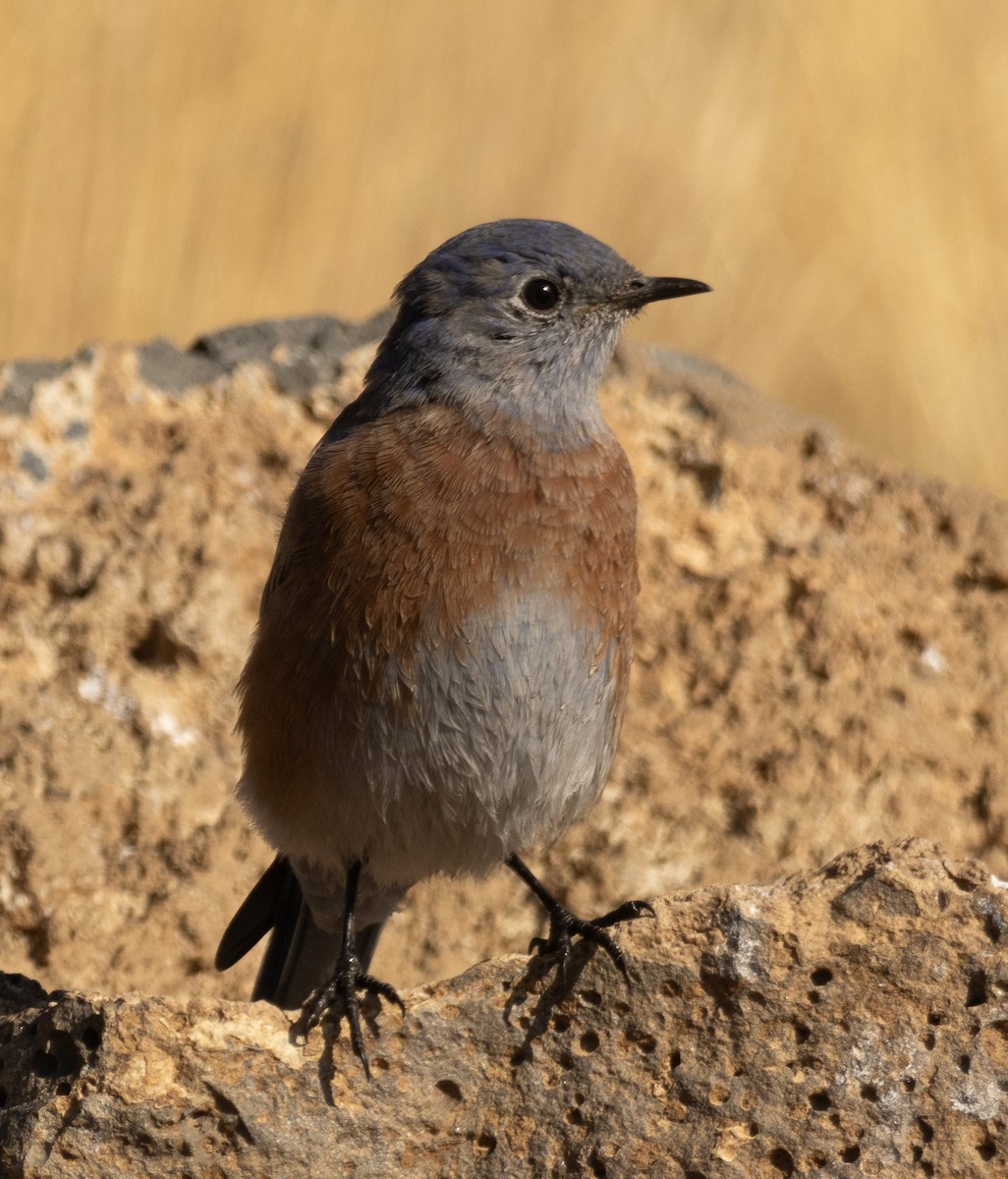 Western Bluebird - ML623947217