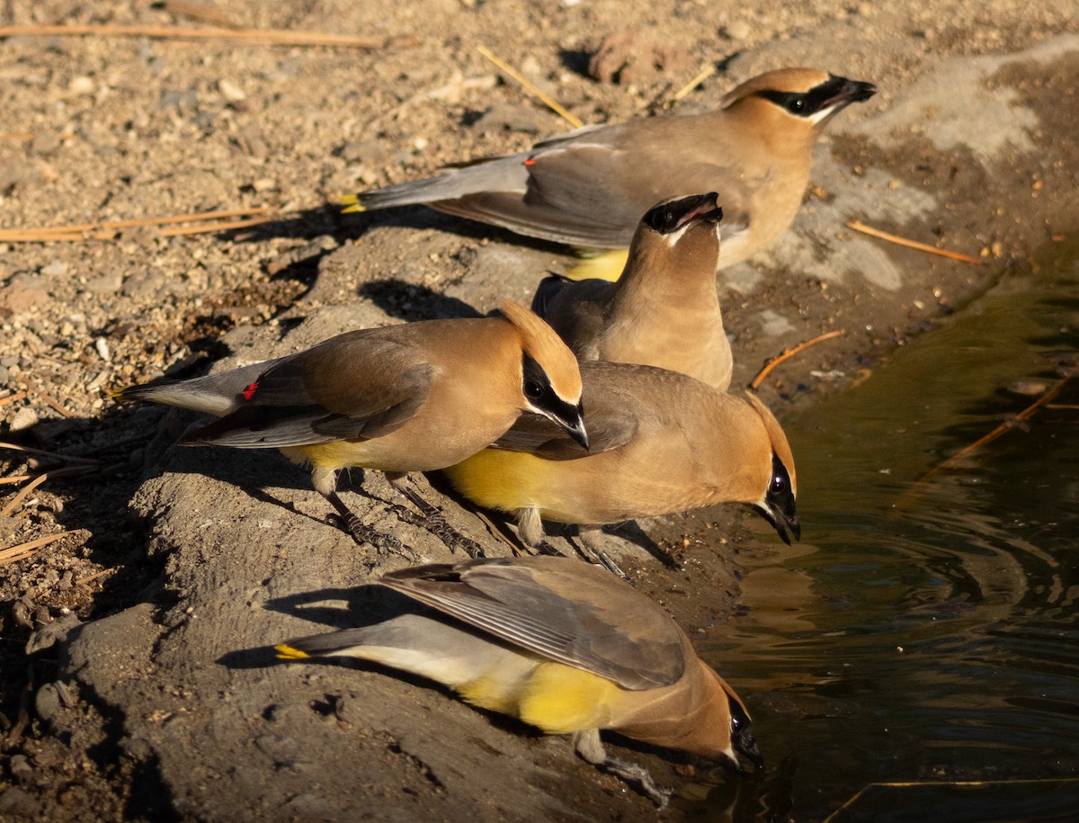 Cedar Waxwing - ML623947229