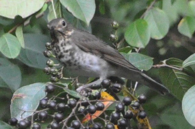 Gray-cheeked Thrush - Claire McKey