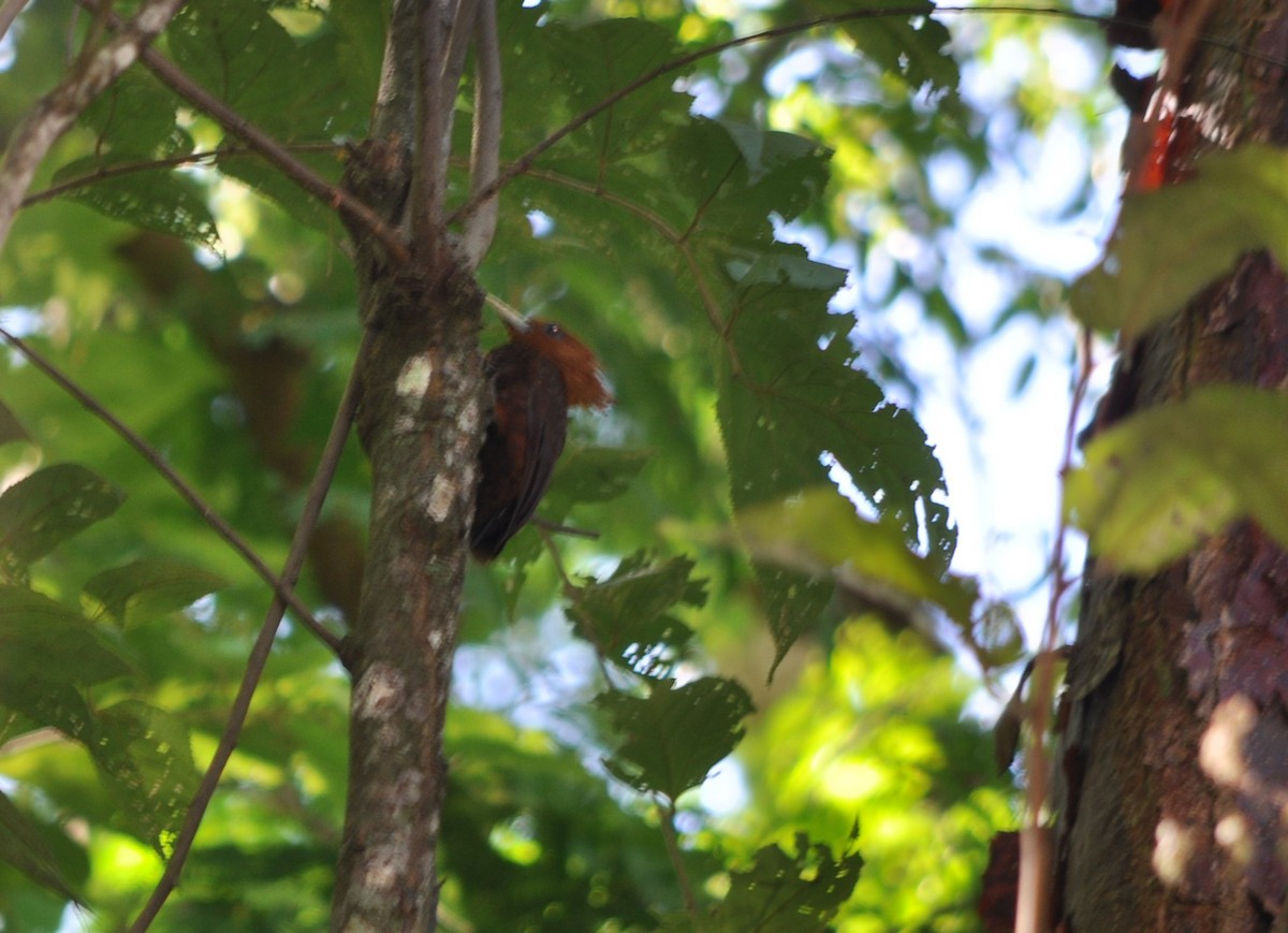 Chestnut-colored Woodpecker - Radosław Włodarczyk