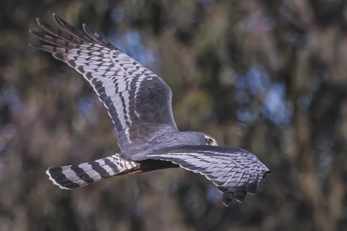 Long-winged Harrier - Amed Hernández