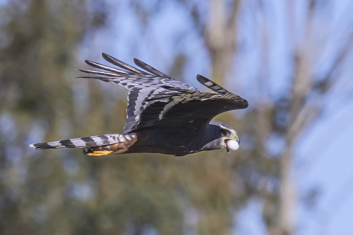 Aguilucho de Azara - ML623947332