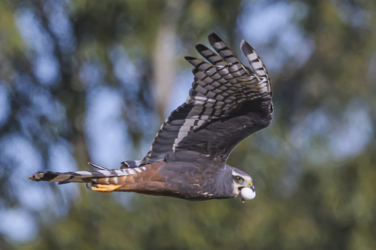 Aguilucho de Azara - ML623947333