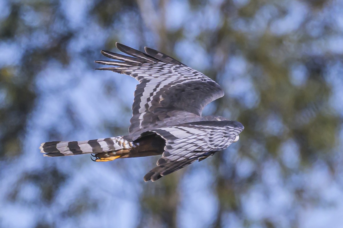 Aguilucho de Azara - ML623947334