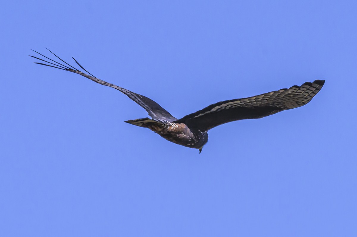 Aguilucho de Azara - ML623947336