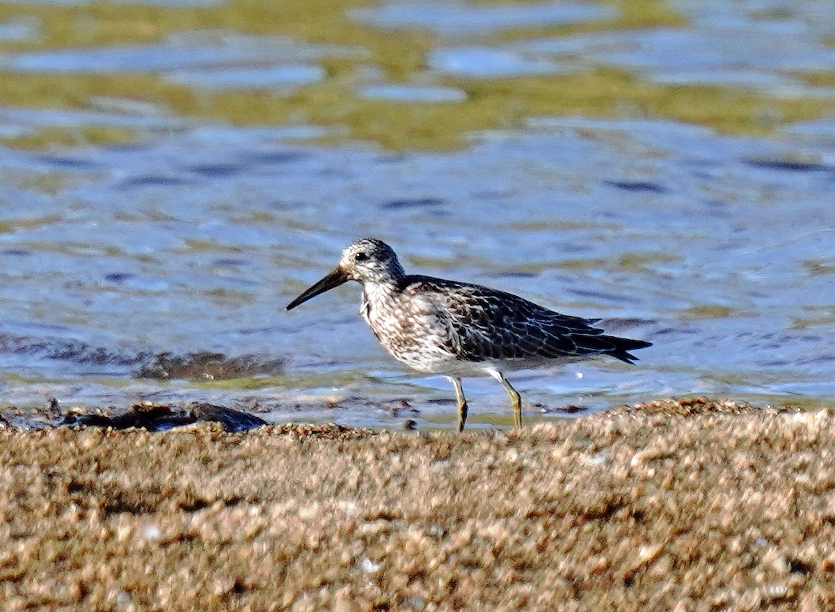 Great Knot - ML623947355