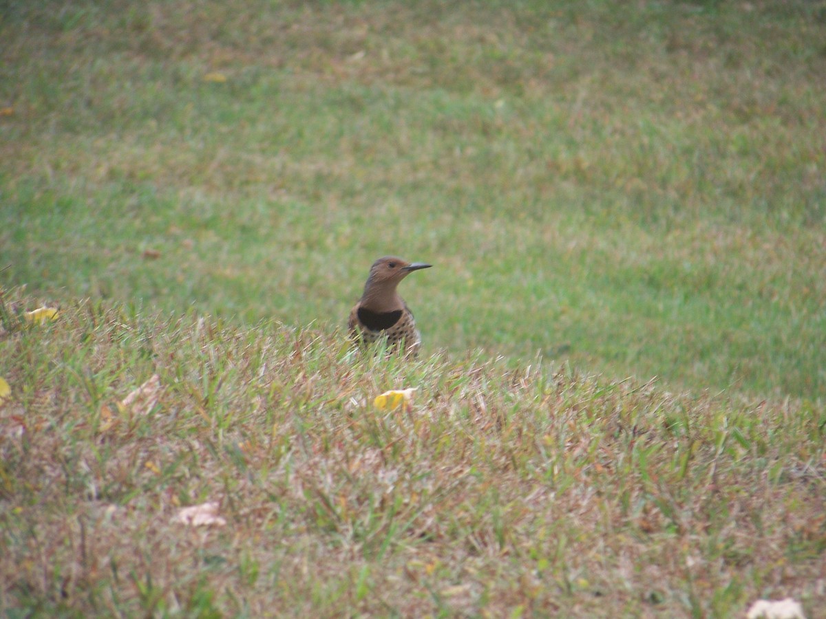 Northern Flicker - ML623947384