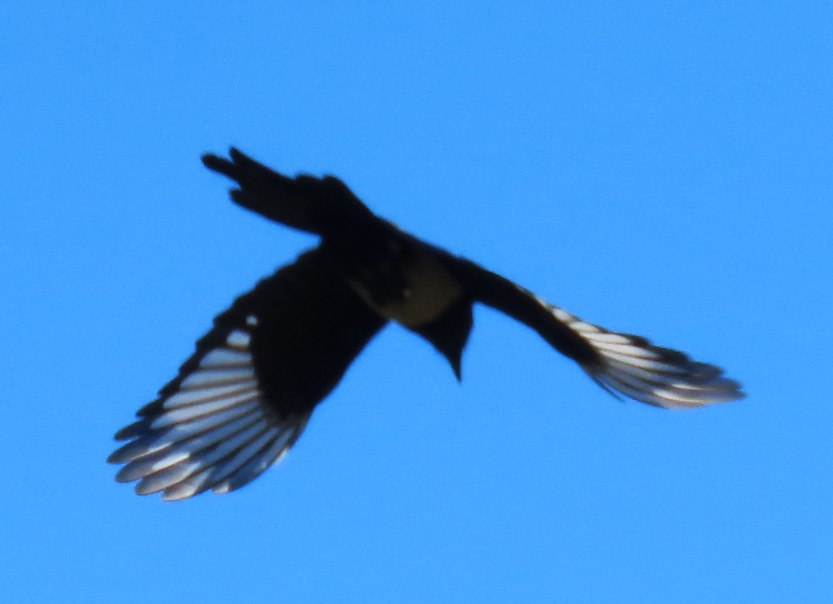 Black-billed Magpie - ML623947391