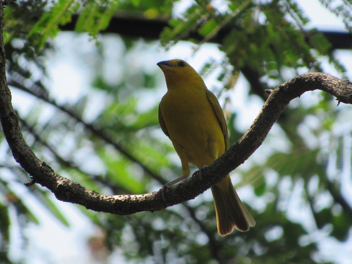 Saffron Finch - ML623947404