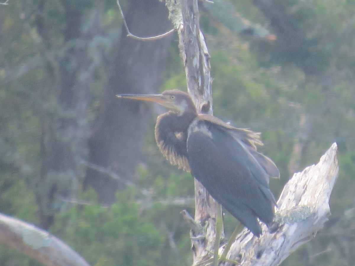 Tricolored Heron - ML623947416