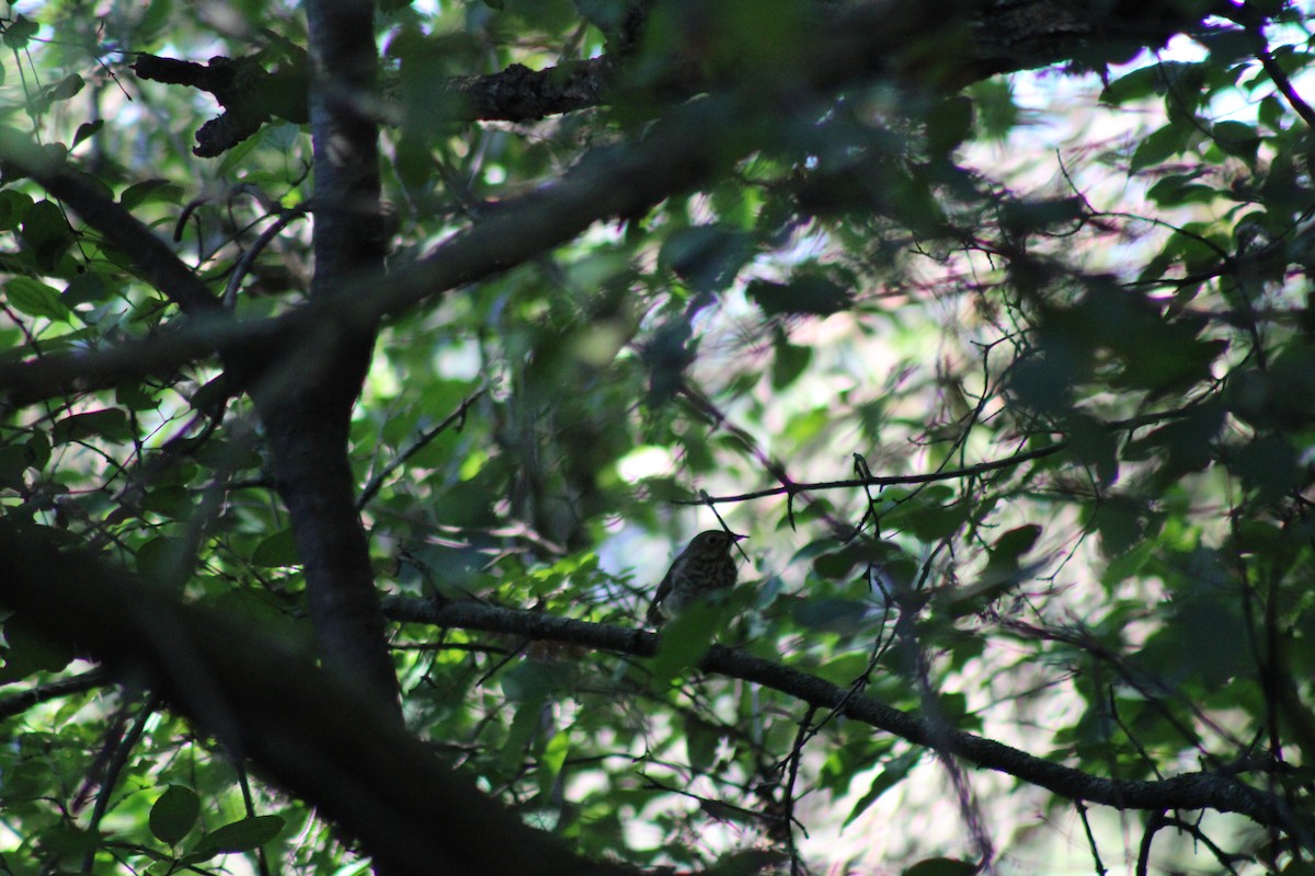 Swainson's Thrush - ML623947421