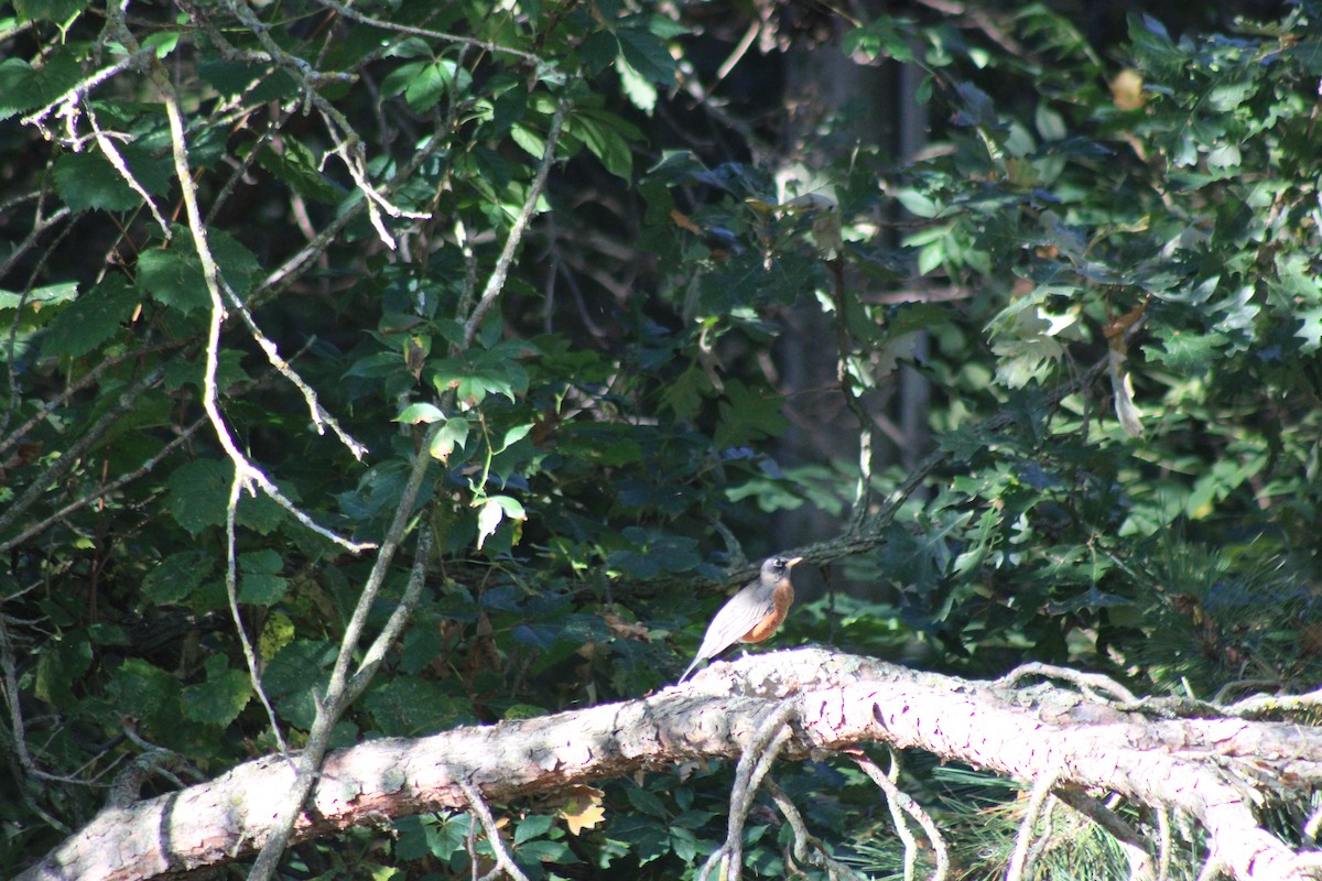 American Robin - ML623947423