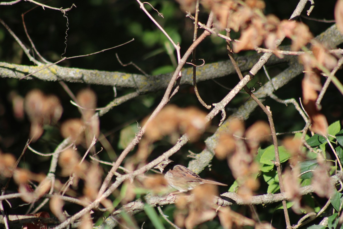 Swamp Sparrow - ML623947431