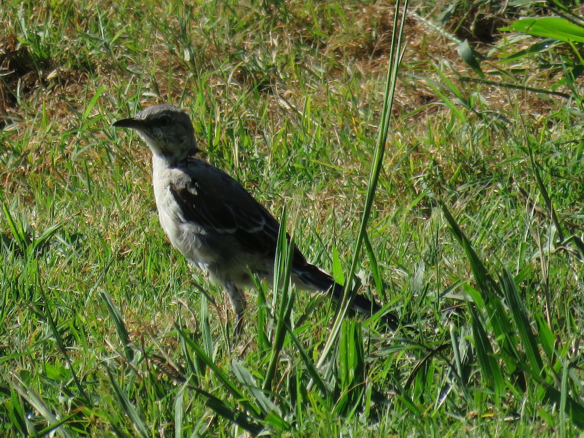 Northern Mockingbird - ML623947469