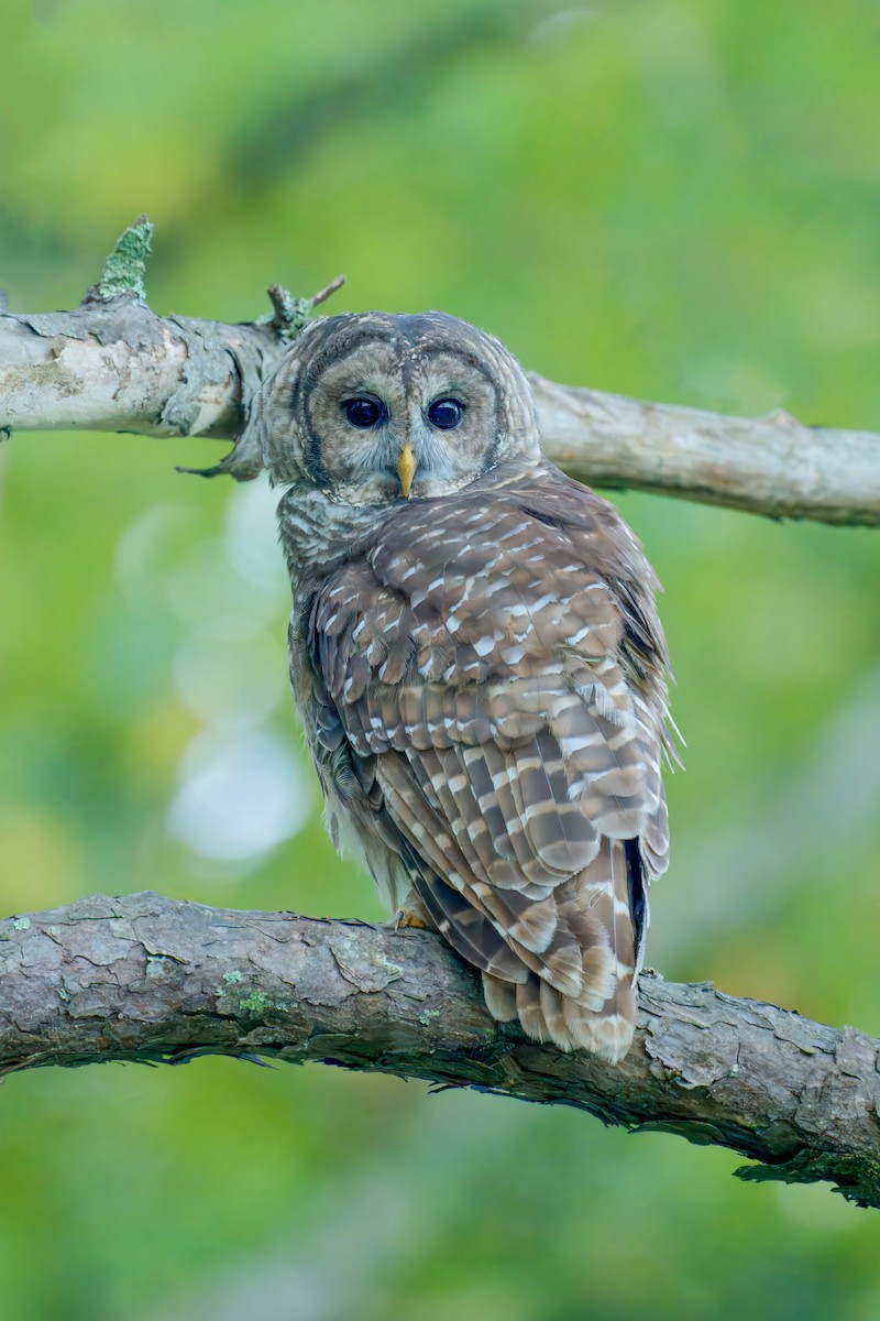 Barred Owl - ML623947473