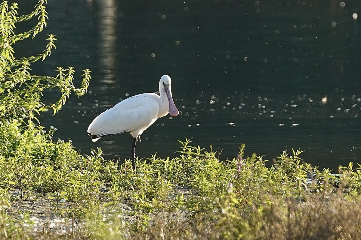 Eurasian Spoonbill - ML623947484