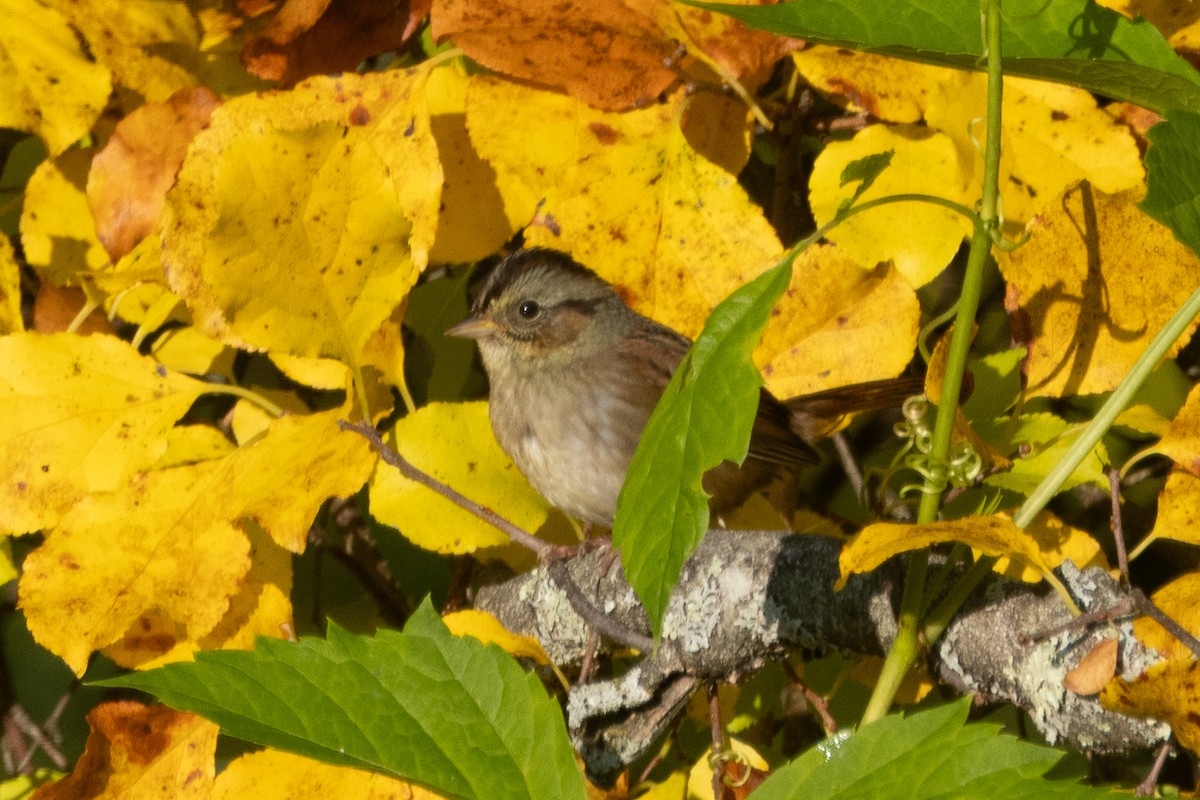 Swamp Sparrow - ML623947504