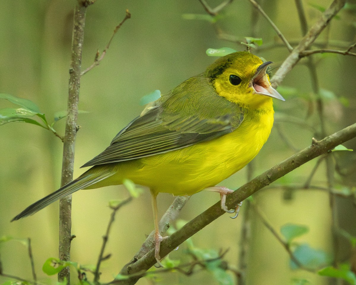 Hooded Warbler - ML623947507