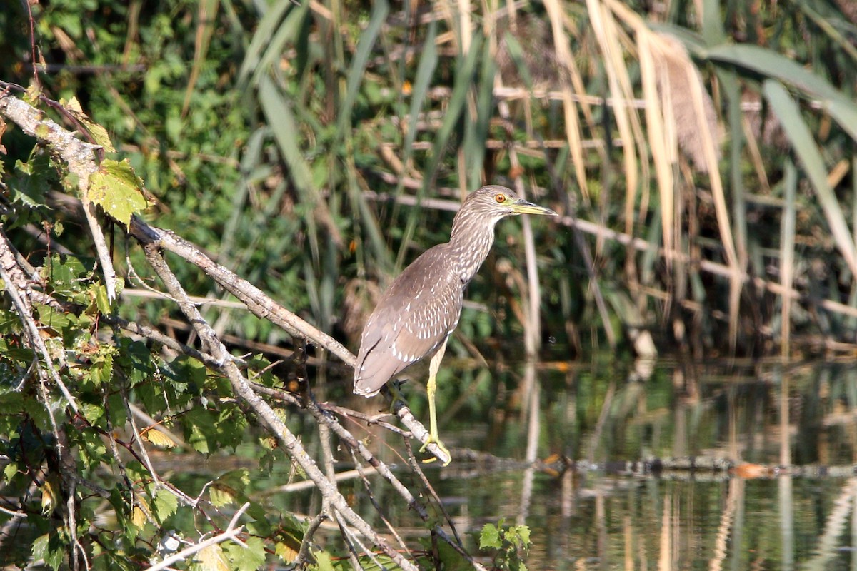 Black-crowned Night Heron - ML623947526