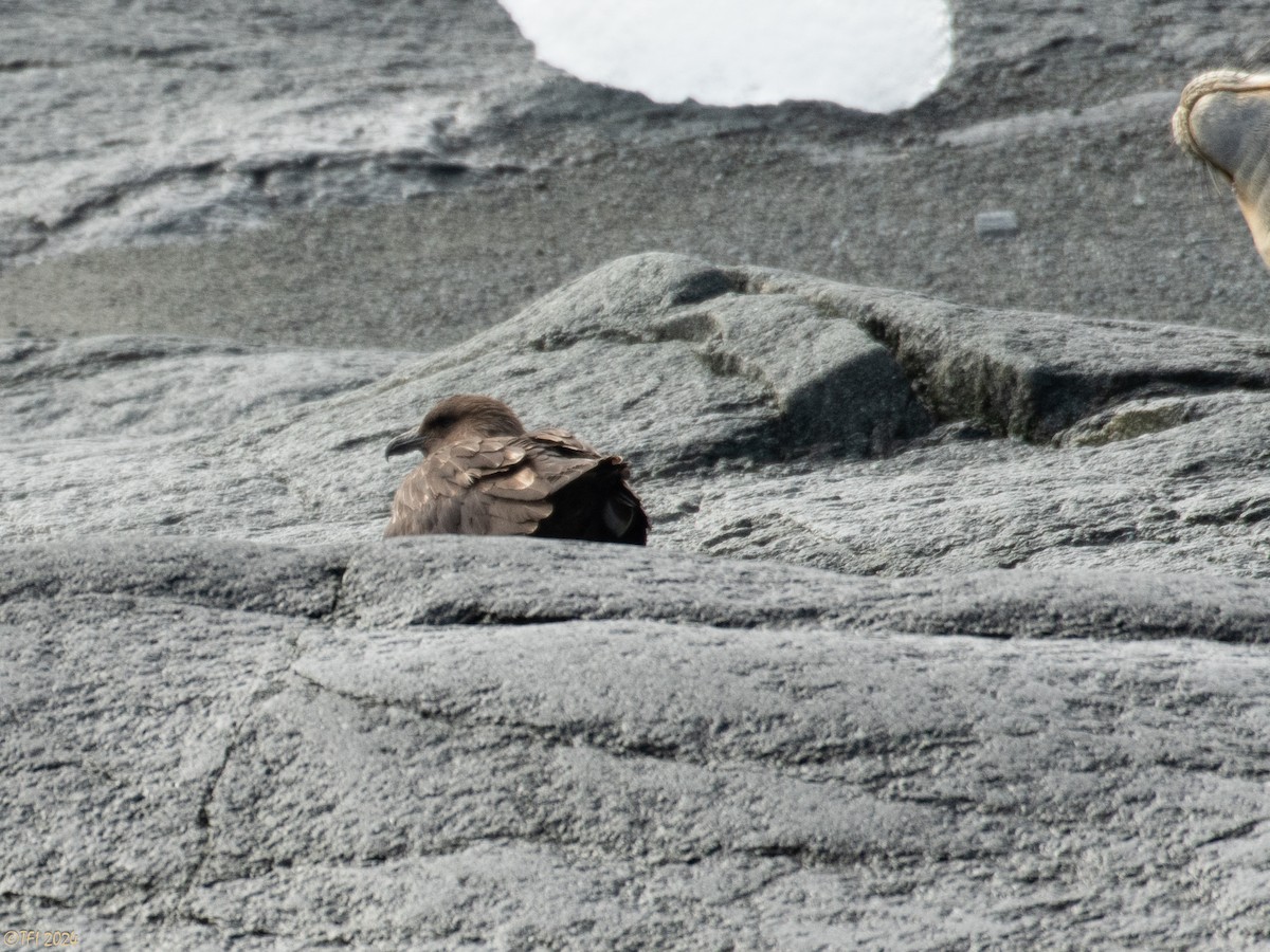 Brown Skua - ML623947529