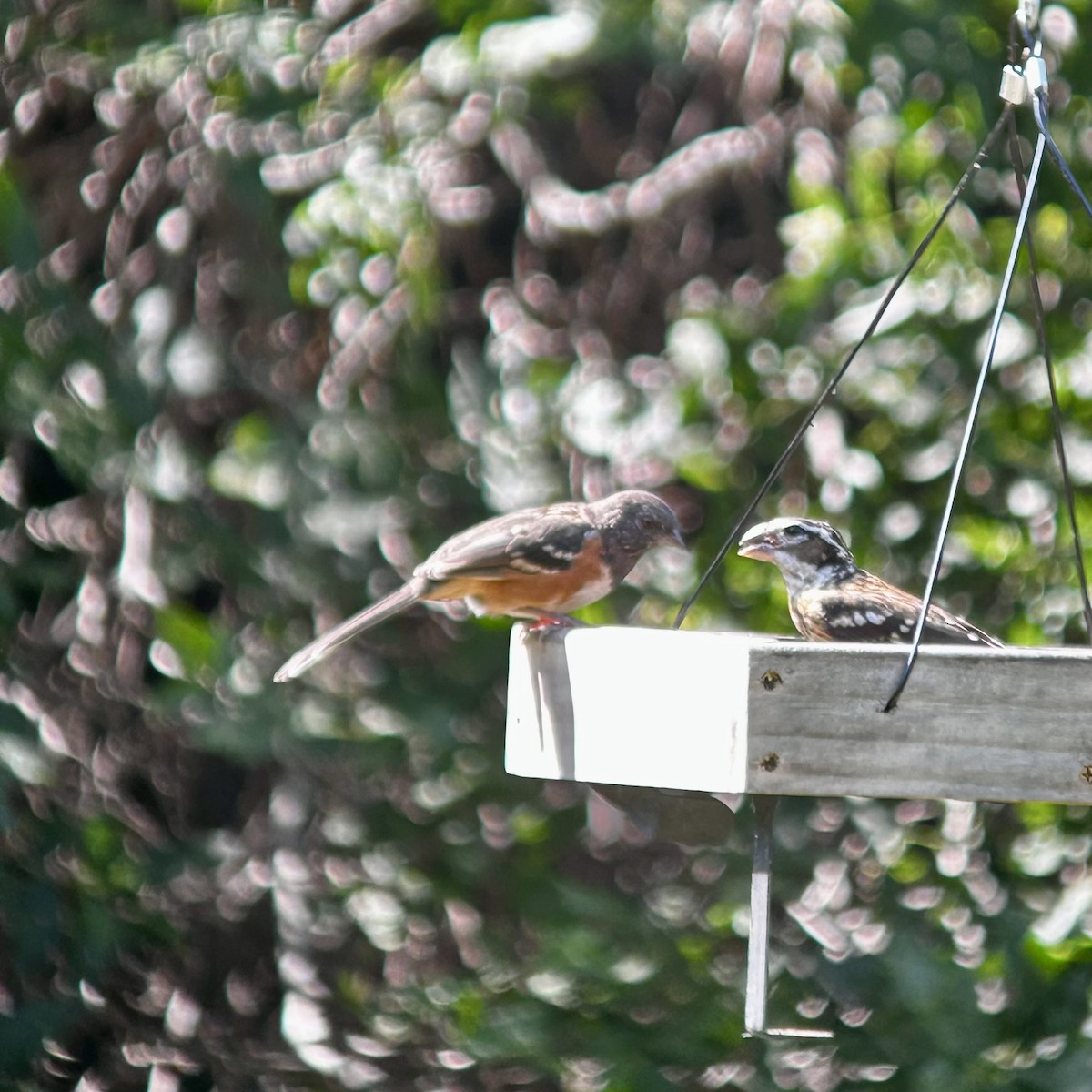 Spotted Towhee - ML623947534