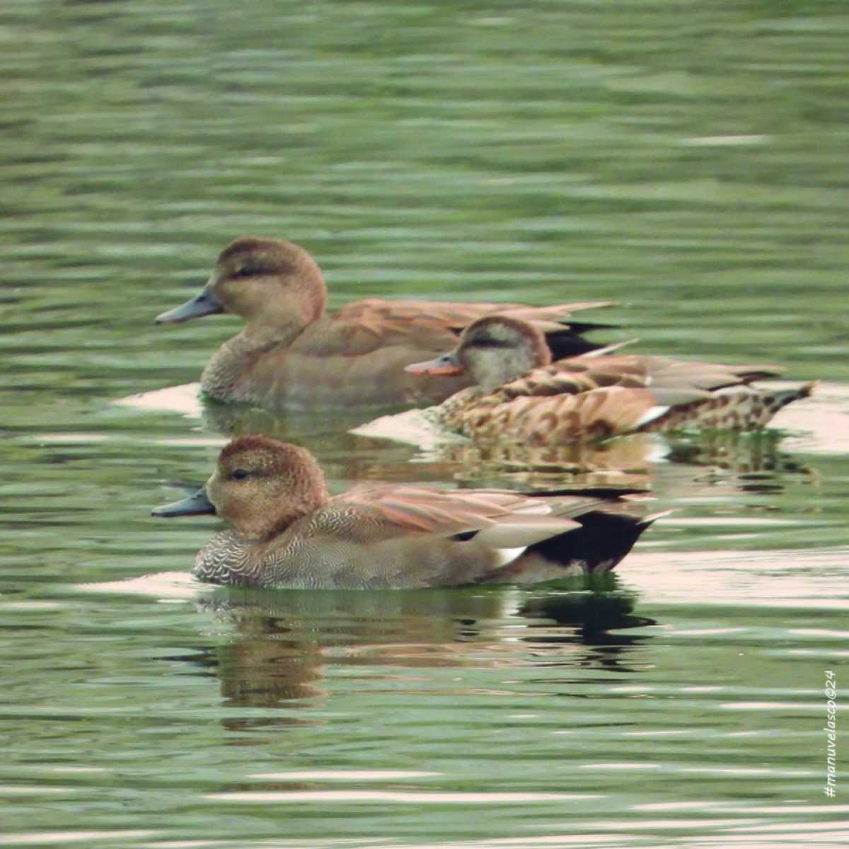 Gadwall - ML623947535