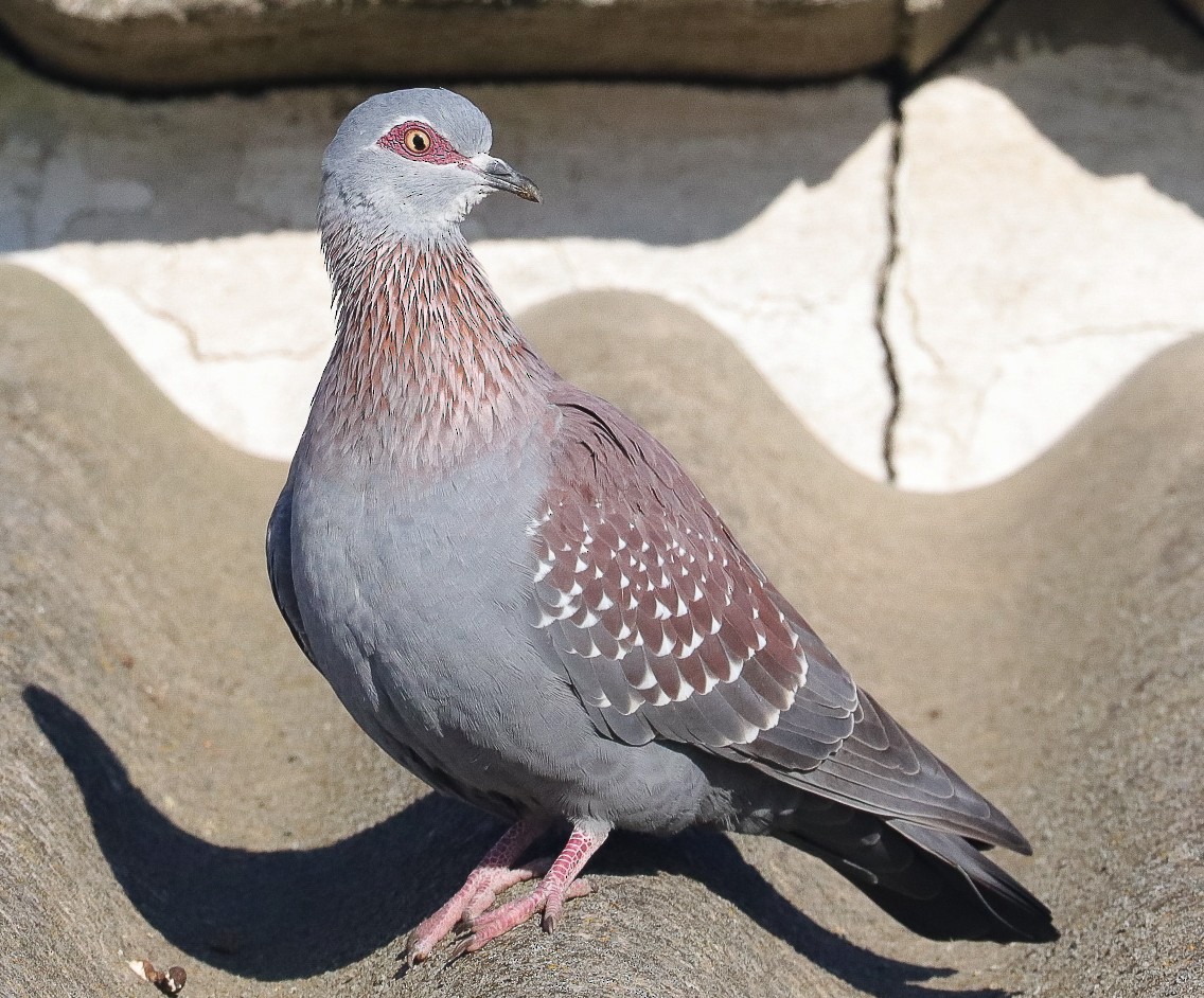 Speckled Pigeon - ML623947537