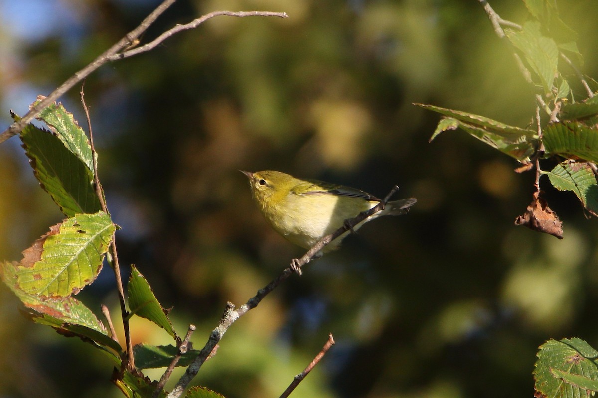 Tennessee Warbler - ML623947538