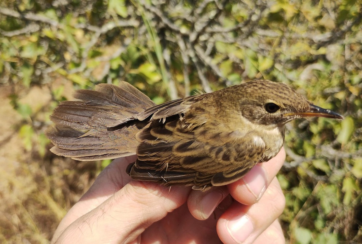 cvrčilka zelená - ML623947541