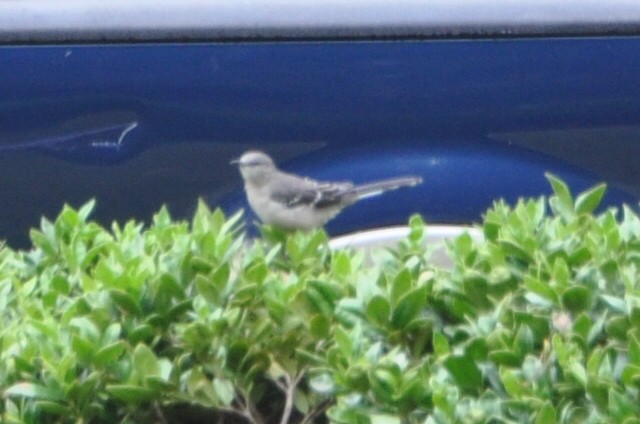 Northern Mockingbird - ML623947542