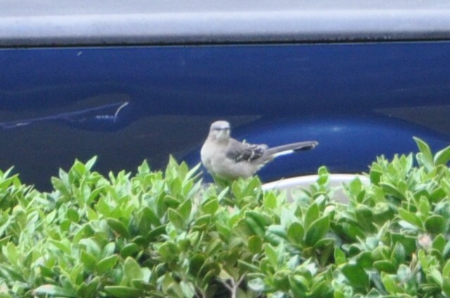 Northern Mockingbird - ML623947545