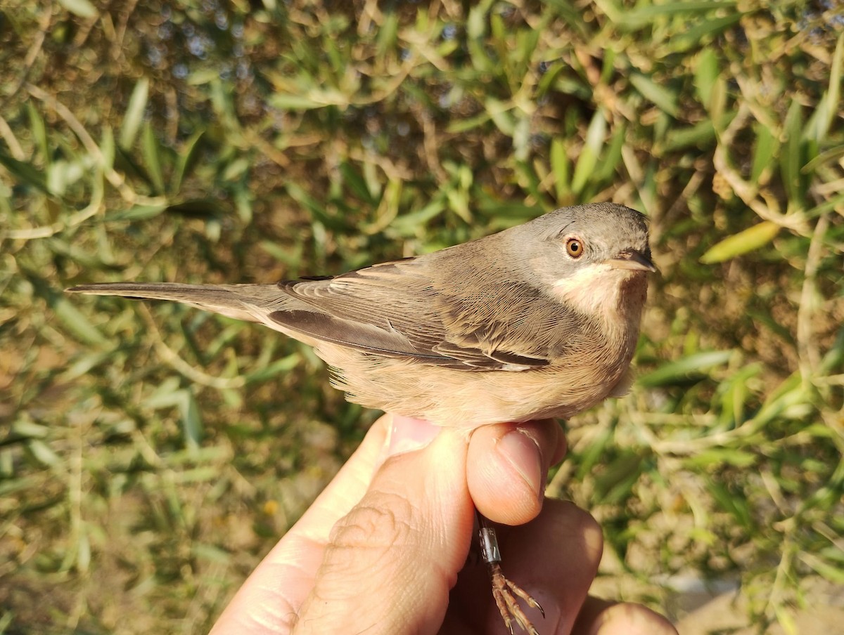 Iberien-Bartgrasmücke - ML623947546