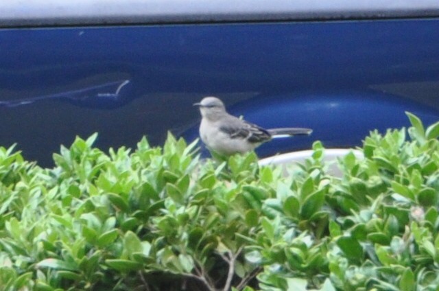 Northern Mockingbird - ML623947557