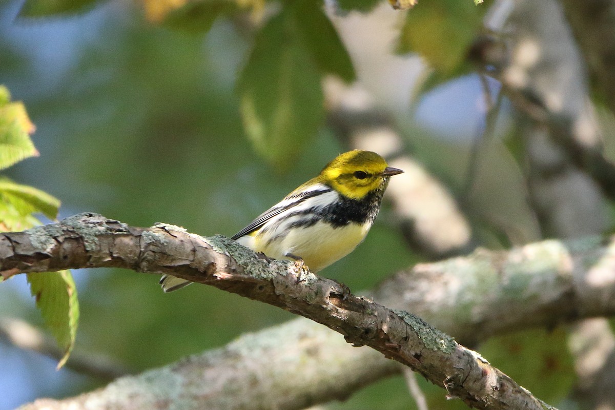 Black-throated Green Warbler - ML623947568