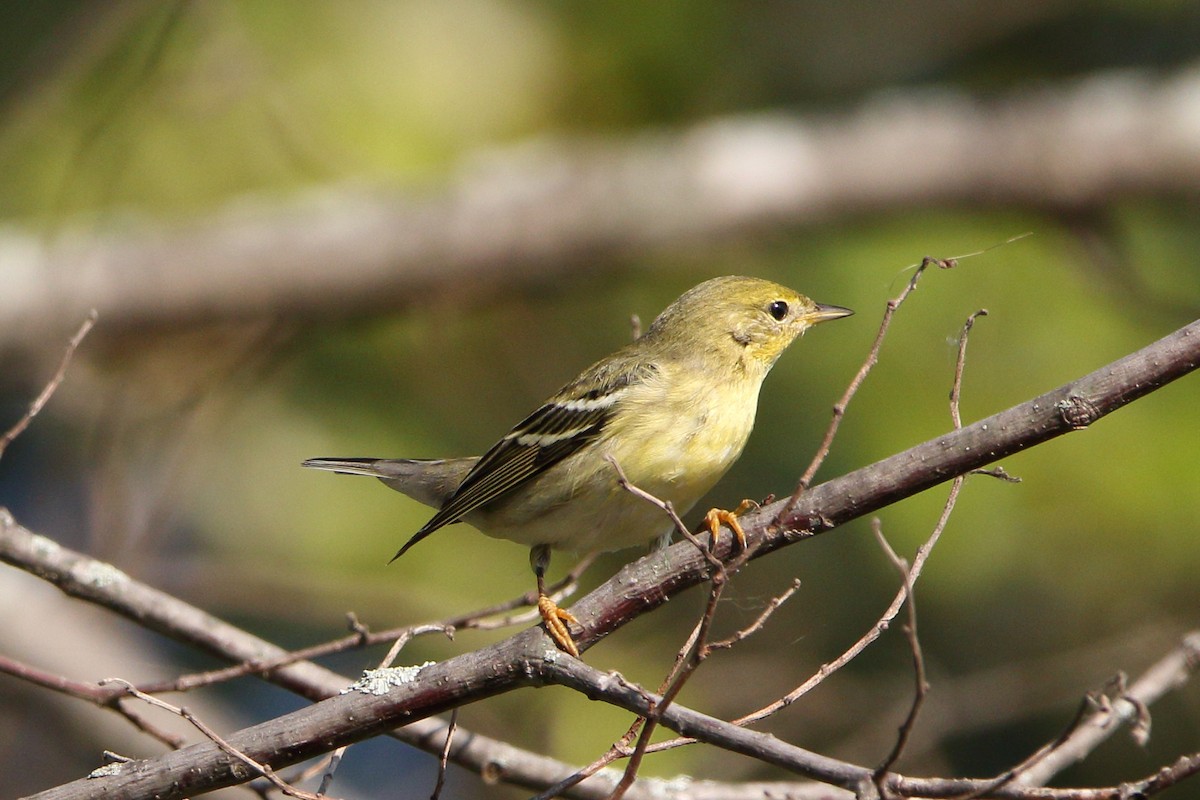 Blackpoll Warbler - ML623947575