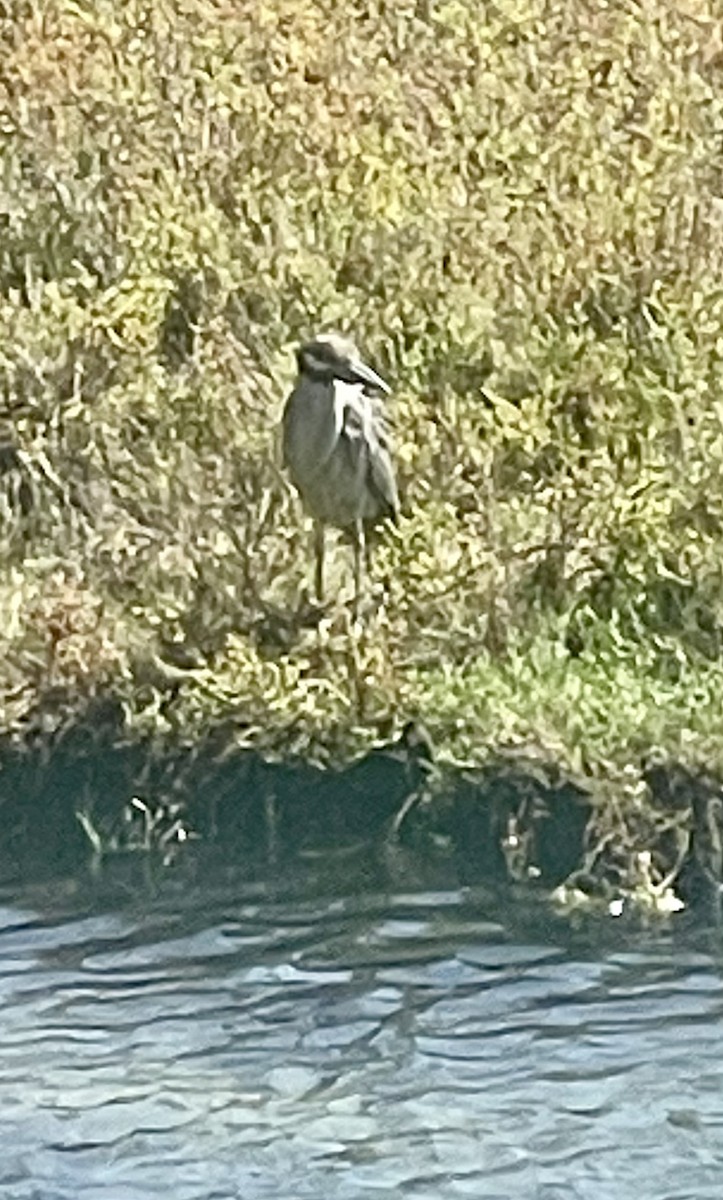 Yellow-crowned Night Heron - ML623947577