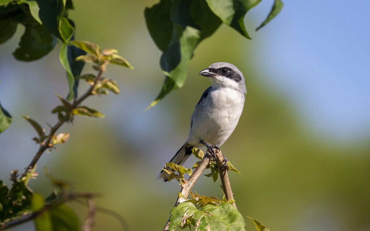 Loggerhead Shrike - ML623947579