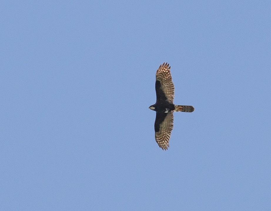 Black Goshawk - ML623947591