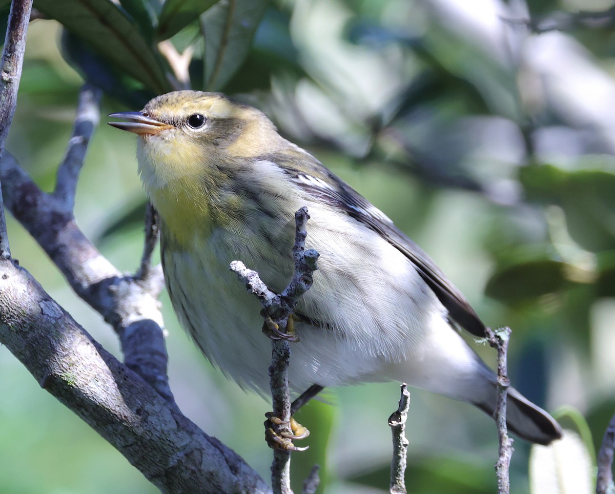 Blackburnian Warbler - ML623947592