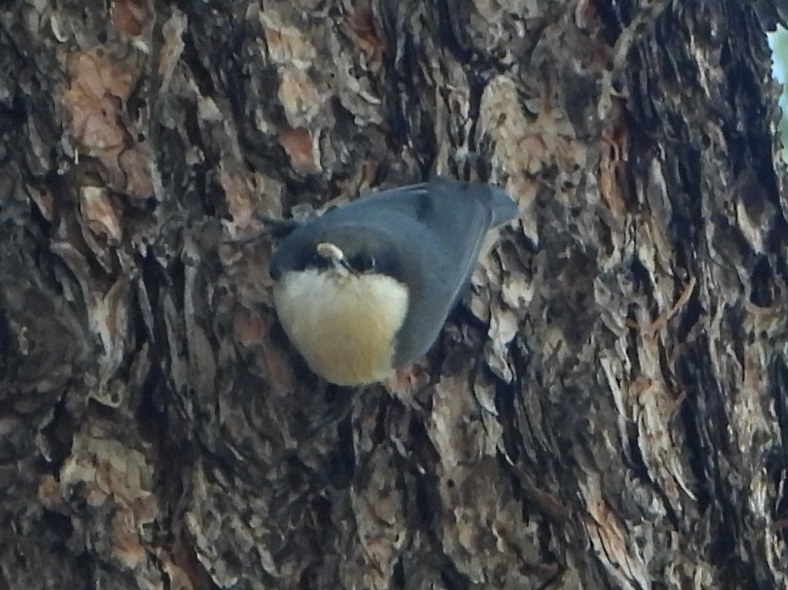 Pygmy Nuthatch - ML623947607