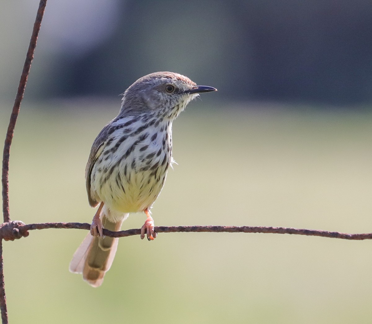 Karoo Prinia - ML623947608