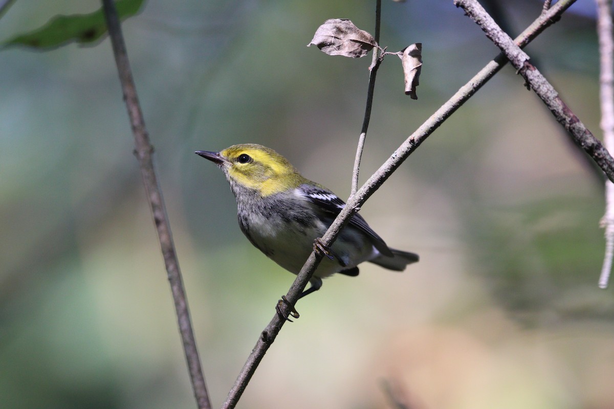 Black-throated Green Warbler - ML623947612