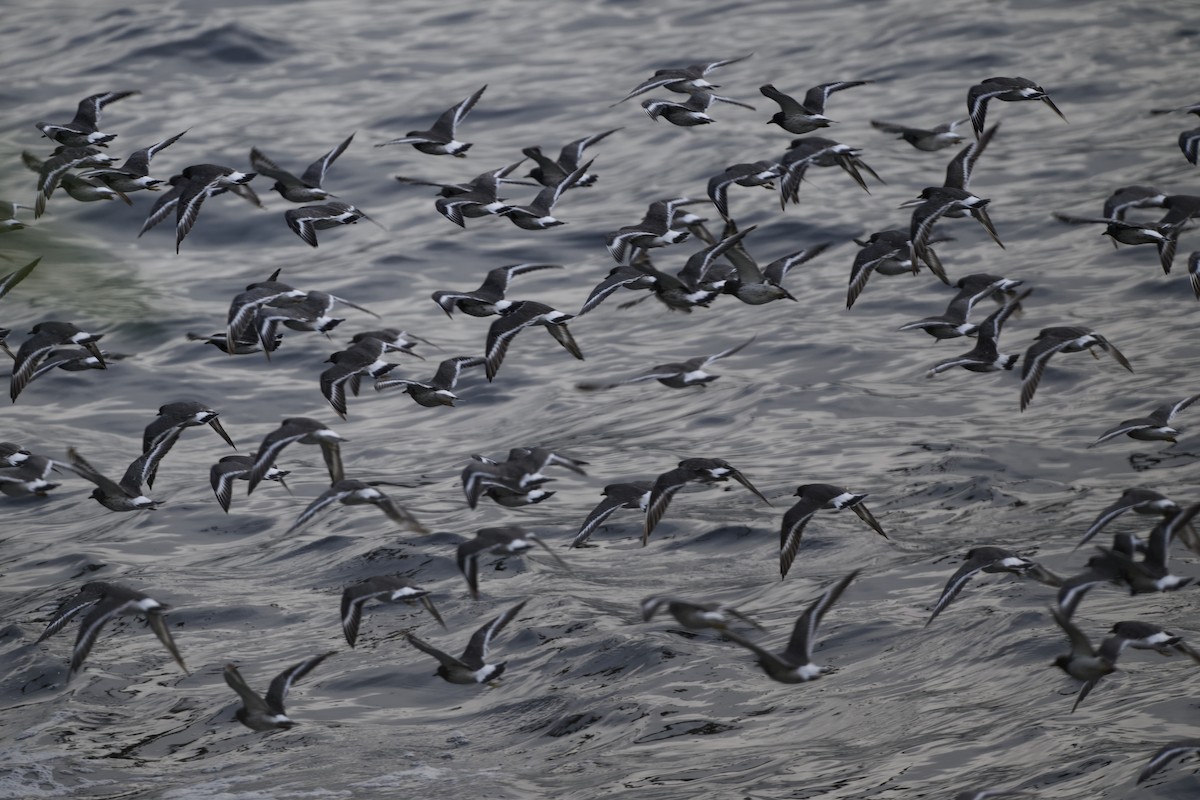 Surfbird - ML623947615