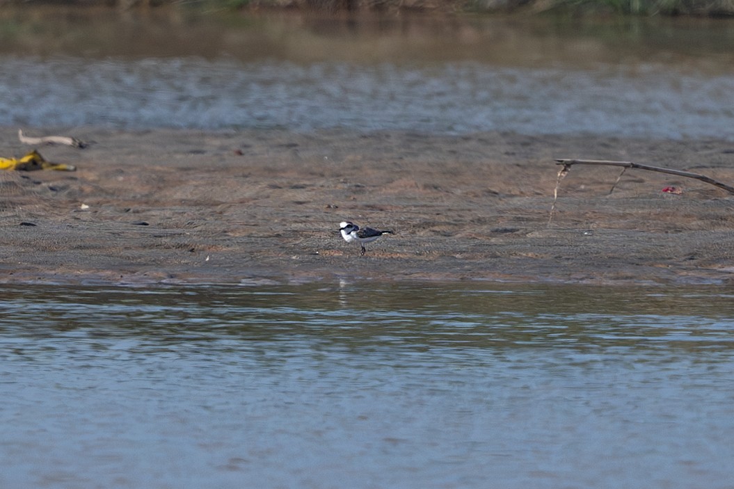 Kentish Plover - Vivek Saggar