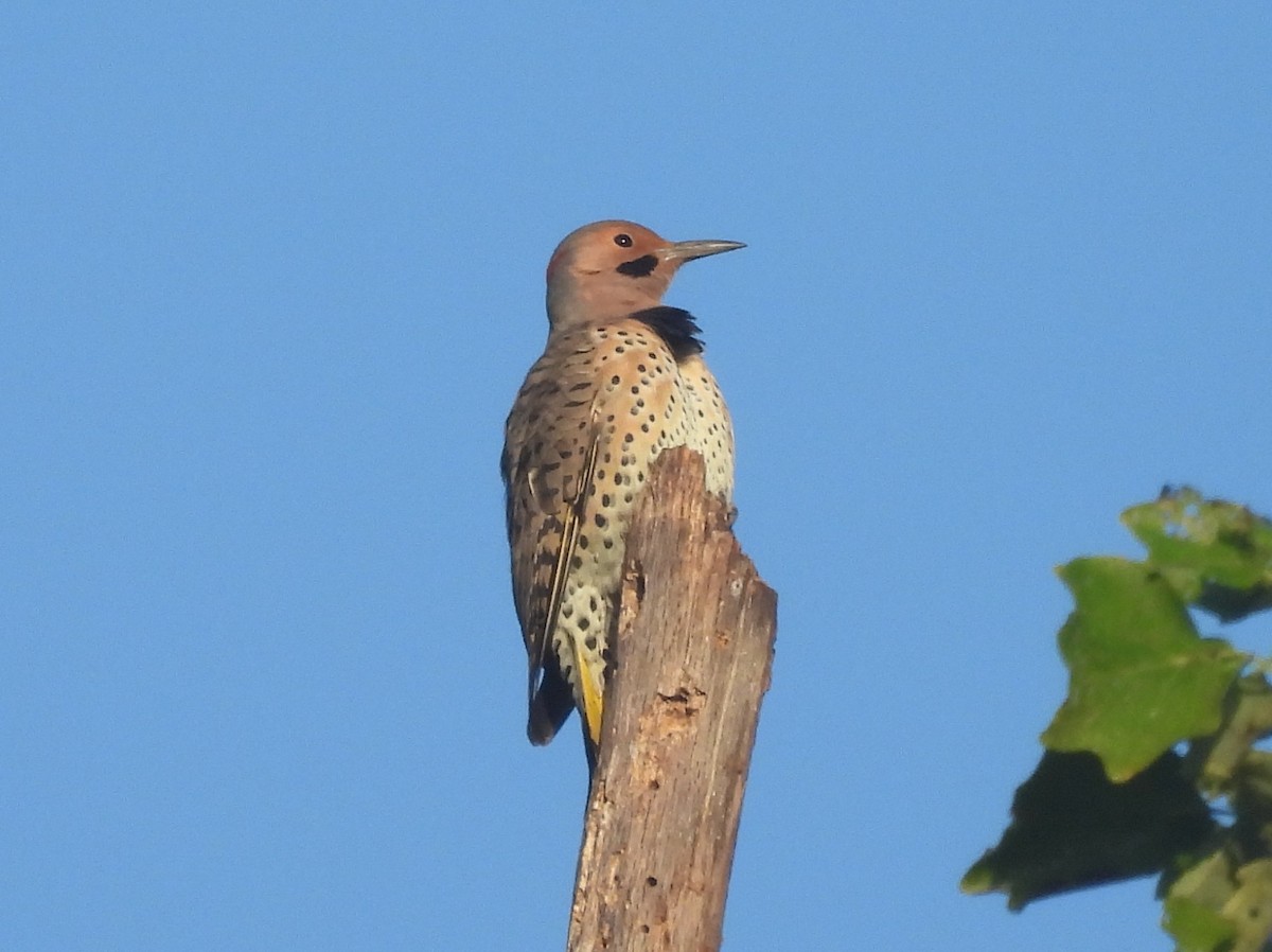 Northern Flicker - ML623947633