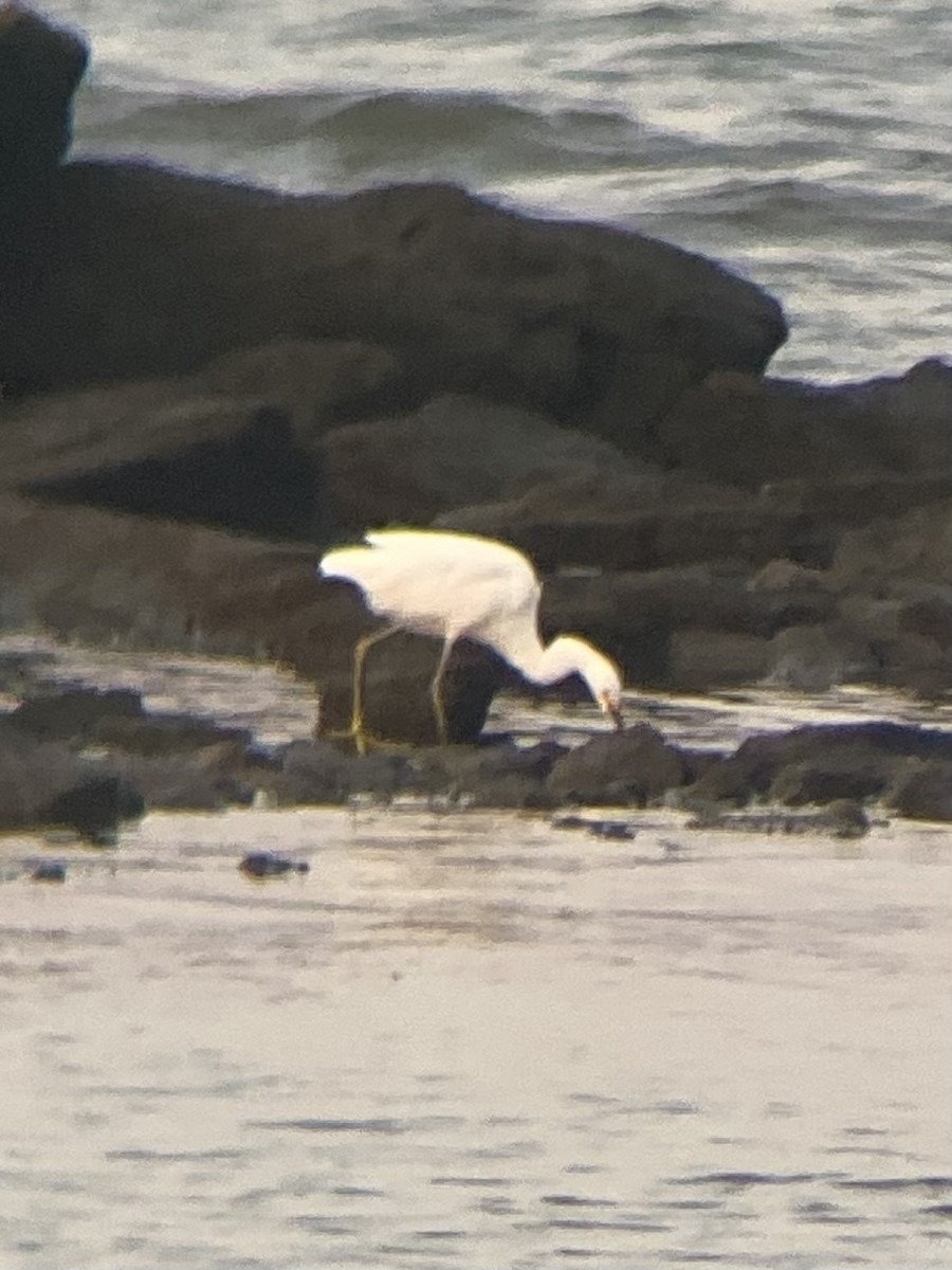 Snowy Egret - ML623947634