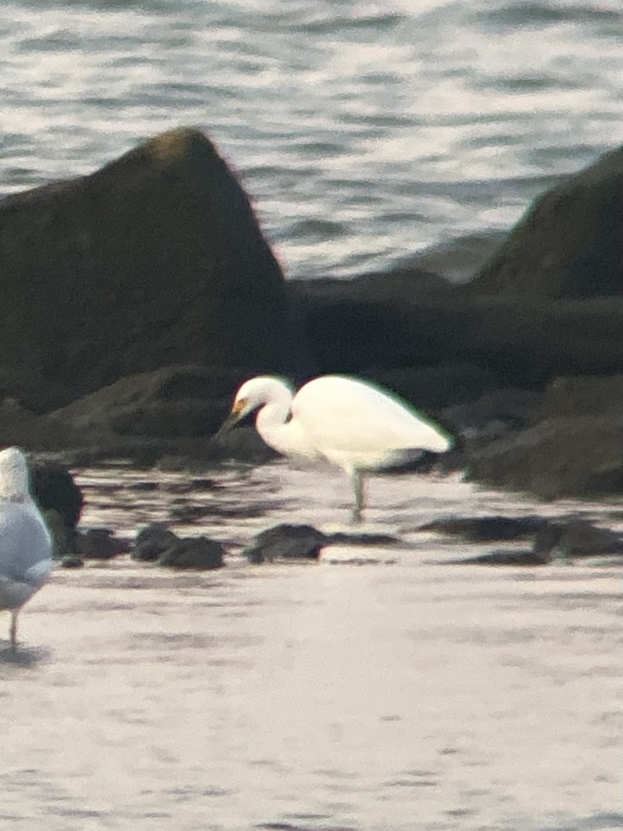 Snowy Egret - ML623947635