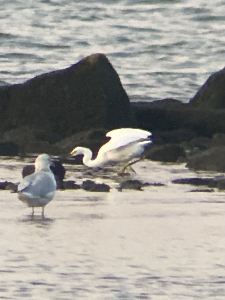 Snowy Egret - ML623947637