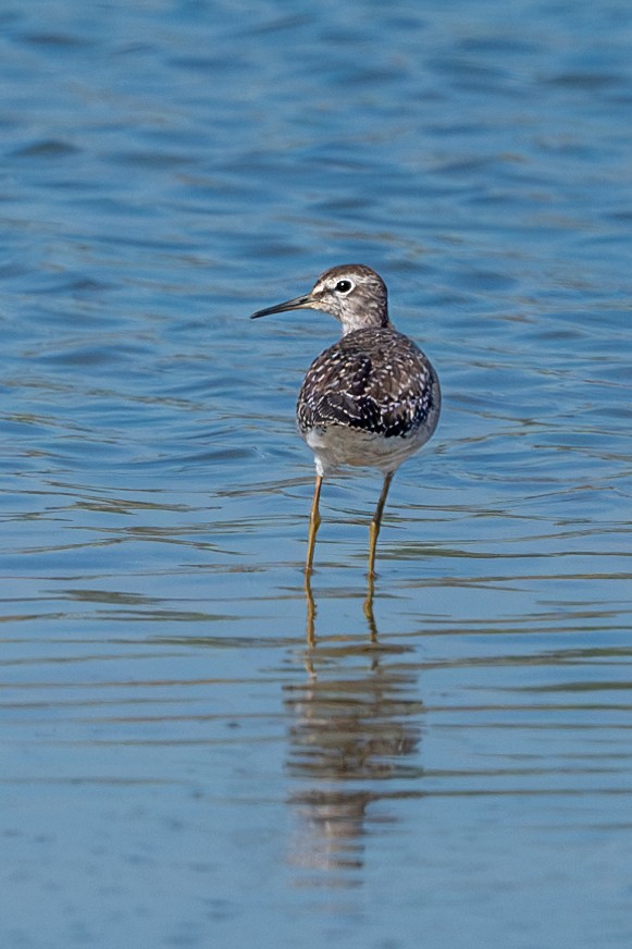 Wood Sandpiper - ML623947639