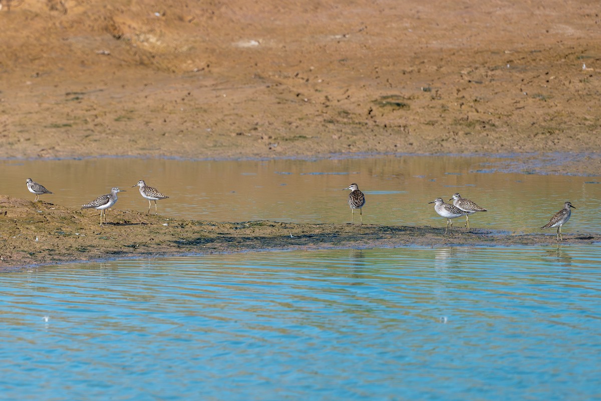 Wood Sandpiper - ML623947641